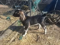 Capră, Alpine goat — foto 6