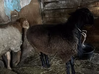 Widder, Rhon sheep — Foto 4