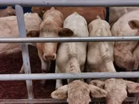 Bovine (lot, sex nespecificat), Charolais cattle — foto 1