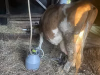 母牛, Limousin cow — 照片 3
