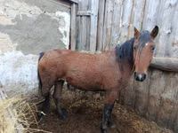 Jument, Chevaux — photo 2