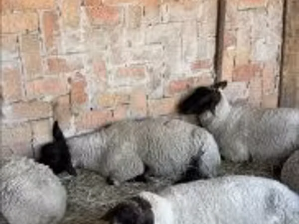 Oaie, Oi