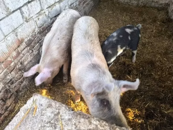 Säue, Schweine