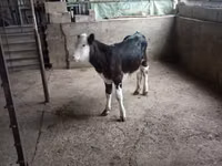 Bull, Russian Black pied cattle — photo 4