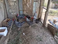 Galinha eslovena barrada — foto 3