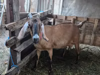 Cabra, Cabras — foto 5