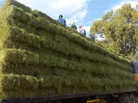 Lucerne For Sale - Small Bales (For Sale) — Foto 2