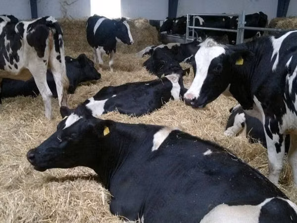 Kuh, Holstein-Rasse