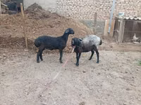 Sheep, Sheep — photo 1