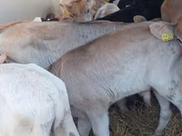 牛只（批次，未指定性别）, Simmental cattle — 照片 3