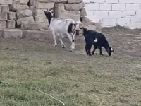 Goat, Goats — photo 1