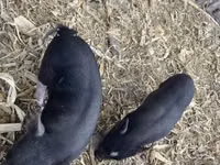 Säue, Schweine — Foto 5
