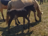 Toychoq, Kazakh horse — 4-rasm