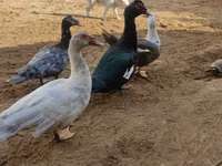 Ducks — 照片 3