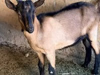 Țap, Alpine goat — foto 1