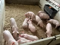 Porci (lot, sex nespecificat) — foto 7