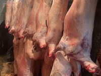 نعجة, Krasnoyarsk sheep — الصورة 8