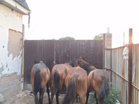 Pferde (Partie, Geschlecht nicht angegeben), Kazakh horse — Foto 5