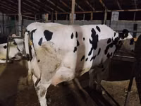 母牛, Russian Black pied cattle — 照片 4