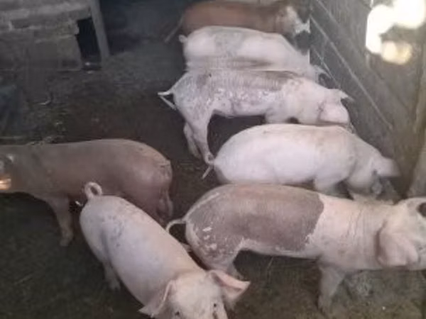 Porci (lot, sex nespecificat), Porci