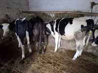 بقرة, Simmental cattle — الصورة 2