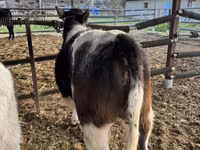 Bovine (lot, sex nespecificat), Belgian Blue — foto 6