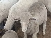 كبش, Merino sheep — الصورة 2