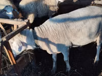 Qoç, Lacaune sheep — foto 4