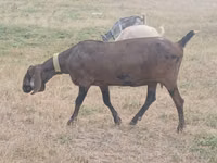 Ziege, Nubian Goat — Foto 3