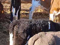 Bovine (lot, sex nespecificat), Simmental cattle — foto 3