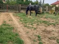 公马, Lipizzaner — 照片 6