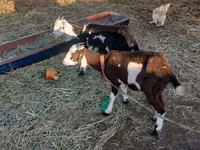 Cabra, Beetal goats — foto 6