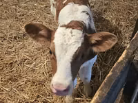 Toro, Simmental cattle — foto 2