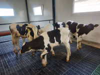 Bou, Simmental cattle — foto 4