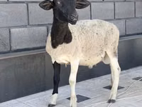 Ram, Hissar sheep — photo 2