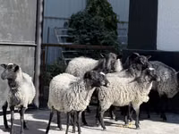 Schaf, Hissar sheep — Foto 1