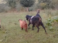 母山羊, Goats — 照片 3