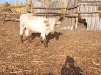 母牛, Charolais cattle — 照片 4