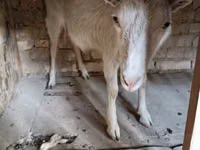 बकरी, Saanen goat — फ़ोटो 1