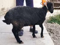 Oveja, Arabi sheep — foto 4