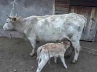 Sigir, Swiss cattle — 3-rasm