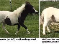 घोड़ा, Miniature horse — फ़ोटो 7