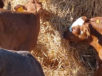 Bovine (lot, sex nespecificat), Simmental cattle — foto 2