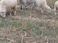 Ram, Cerry Hill sheep — photo 2