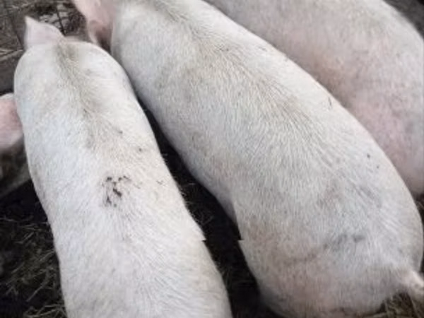 Vier, Porci