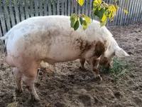 Vier, Porci — foto 3
