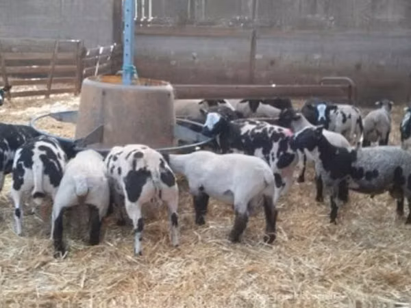 Bélier, Zwartbles sheep