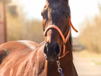 Yegua, Thoroughbred horse — foto 1