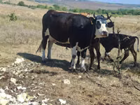 Vacă, Rasa Holstein — foto 1