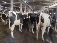 Vacă, Rasa Holstein — foto 3